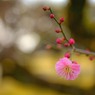 春近し熊本城　２