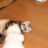 ココ