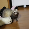 ココ