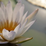 Lotus Bloom