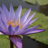 Lotus Bloom