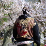 桜と同化する男2014