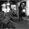 Asagaya at Night #53