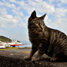 島のしましまニャン次郎