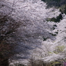 桜隧道