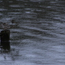 son de la pluie