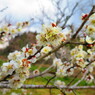 Ume blossoms.