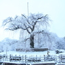 雪枝垂れ