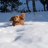 雪遊び