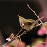 ウグイス