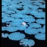 infrared landscape 19