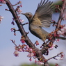 はーるよ来い　ヒヨドリ　