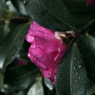 OTOT5034
