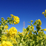 青空と菜の花と電信柱