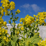 青空と菜の花