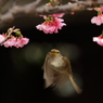 うぐいす