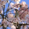 大中公園_0330 雀(3)