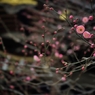 薫波