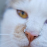 猫っ鼻