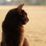 近所の野良猫15