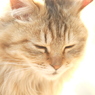 近所の野良猫20