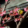 河津桜に誘われて１