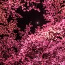 月夜の桜