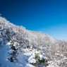 枯れ木に雪の花