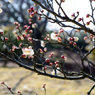 春②