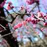 春③