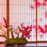 盆上の紅梅・白梅