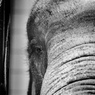 Elephant Talk