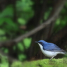 夢見る青い鳥