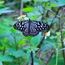 リュウキュウアサギマダラ