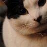 おすまし