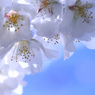 桜 - 2015･･･。