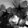 sakura - 2015･･･。