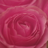 三本の薔薇-4