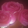 三本の薔薇-5