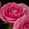 三本の薔薇-6