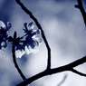 桜 - monochrome･･･。