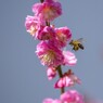 春来る（熊本城）　２