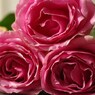 三本の薔薇-7