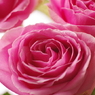 三本の薔薇-8
