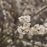 梅園スケッチ Ⅰ ひっそり