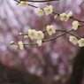 梅園スケッチ　Ⅲ　梅の形