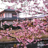 鎌倉 '14.3.12 桜①