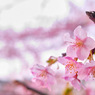 鎌倉 '14.3.12 桜②