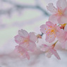 鎌倉 '14.3.12 桜③
