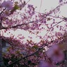 鎌倉 '14.3.12 桜④